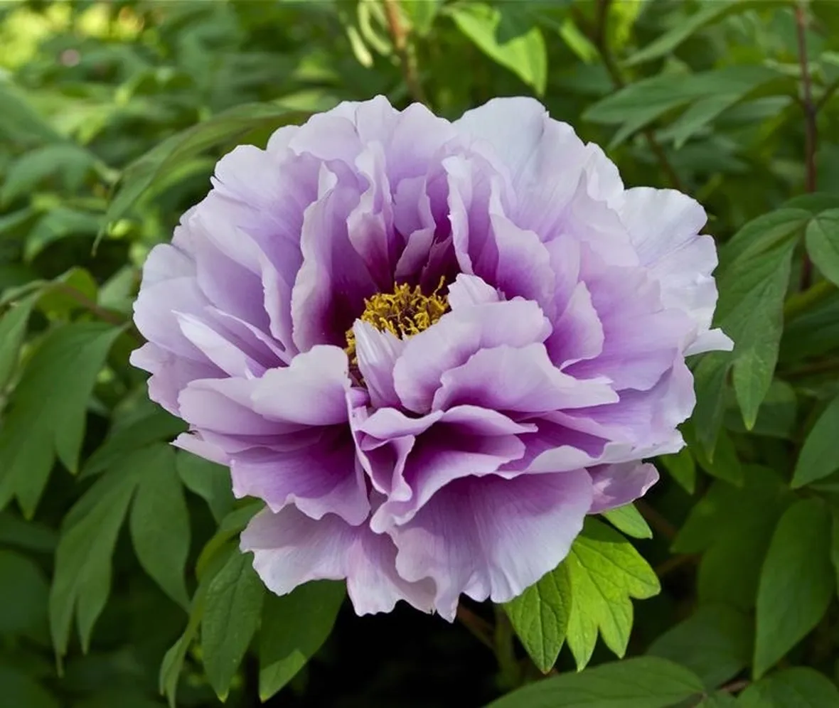 Bellissima peonia viola