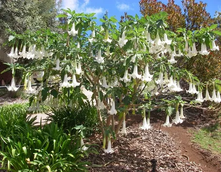 Brugmansia giardino