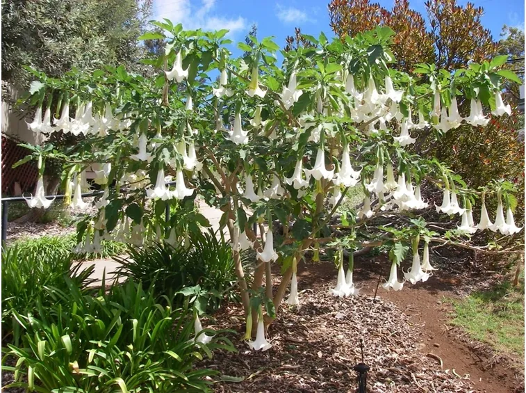 Brugmansia giardino
