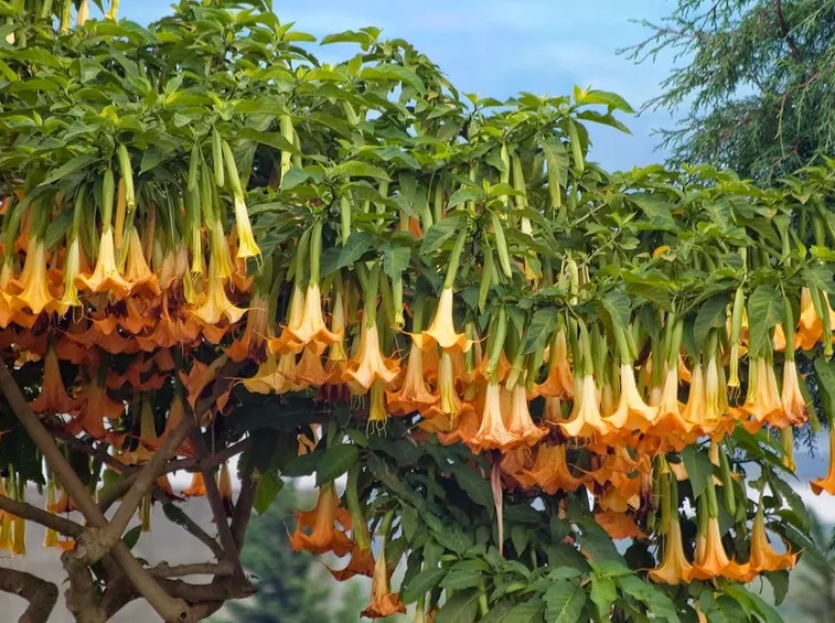 Coltivazione brugmansia