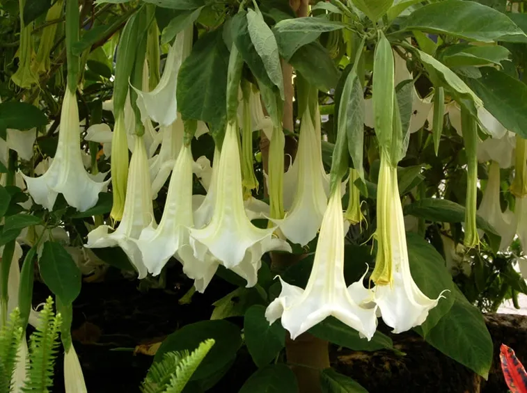 Fiori brugmansia