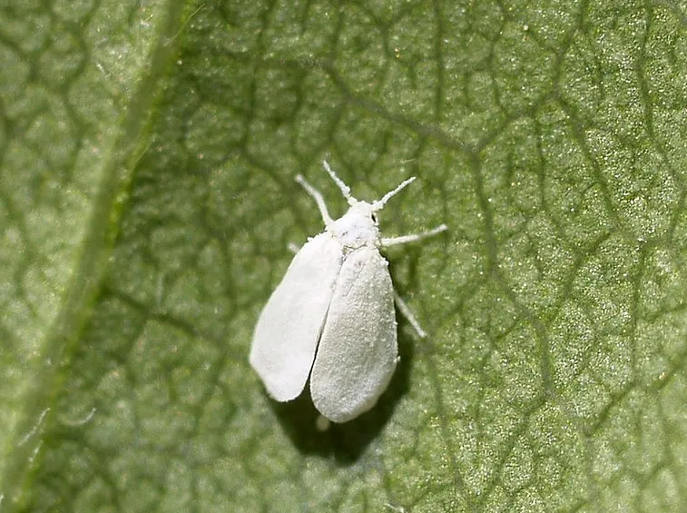 Mosca bianca pianta giardino