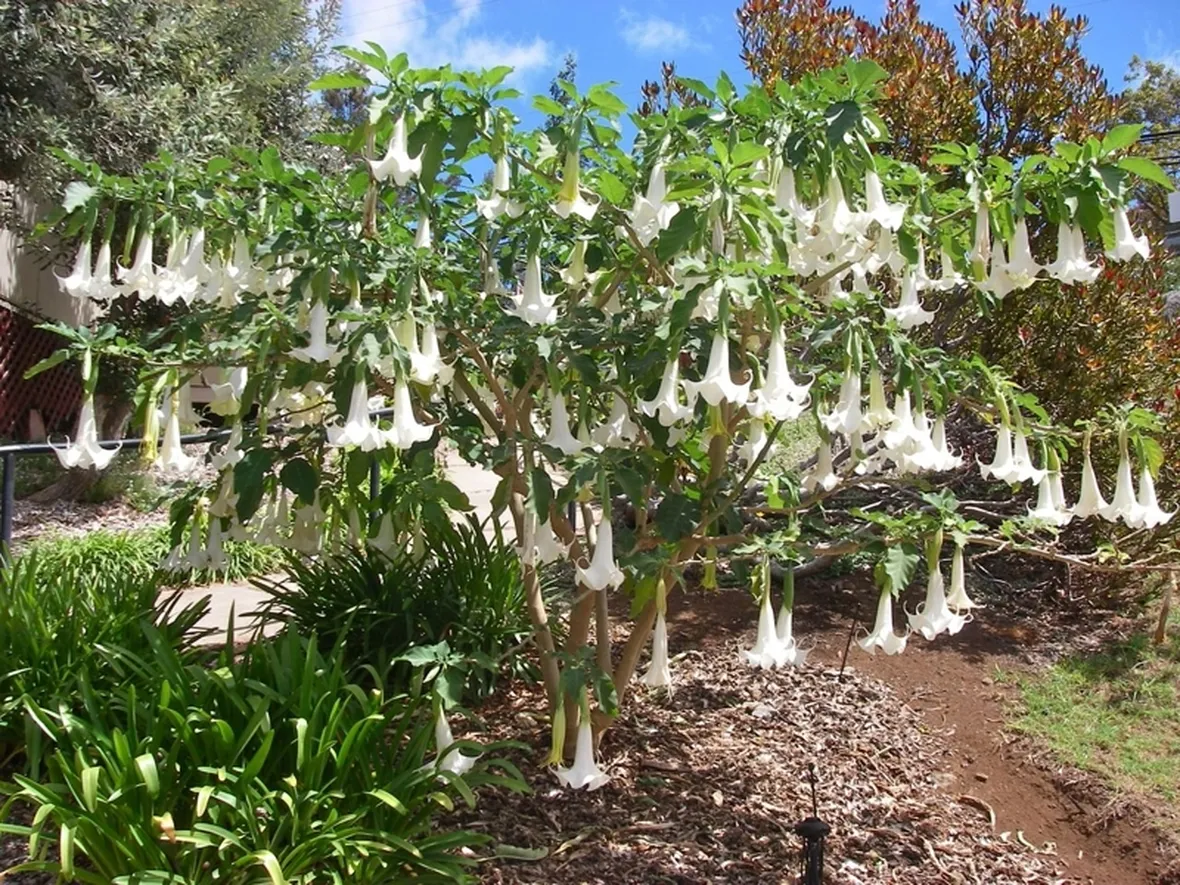 Brugmansia giardino