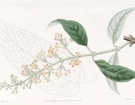Disegno botanico di buddleja madagascariensis