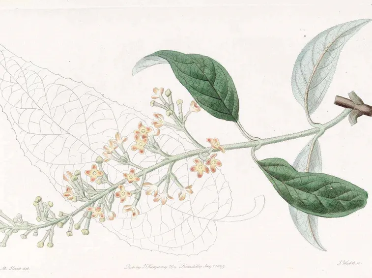 Disegno botanico di buddleja madagascariensis
