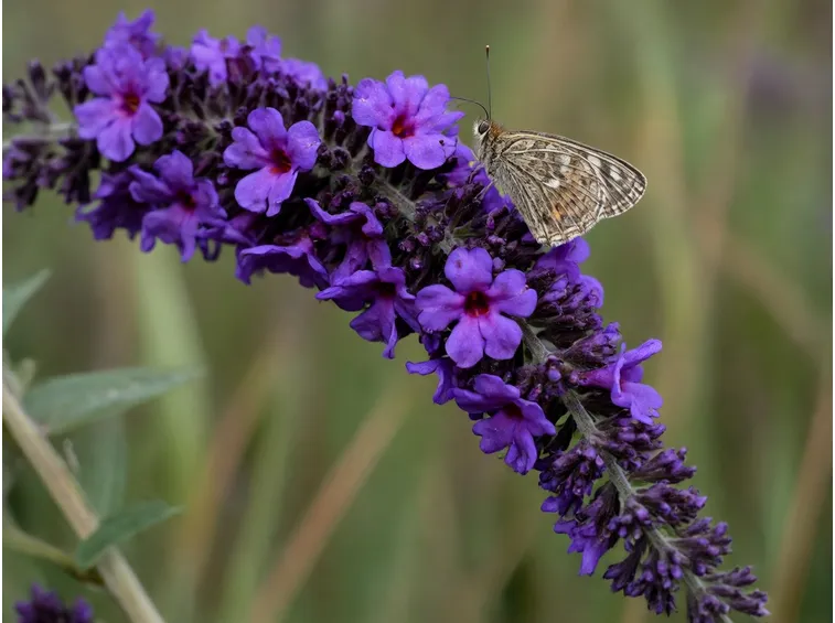 Fiore di Buddleja Davidii