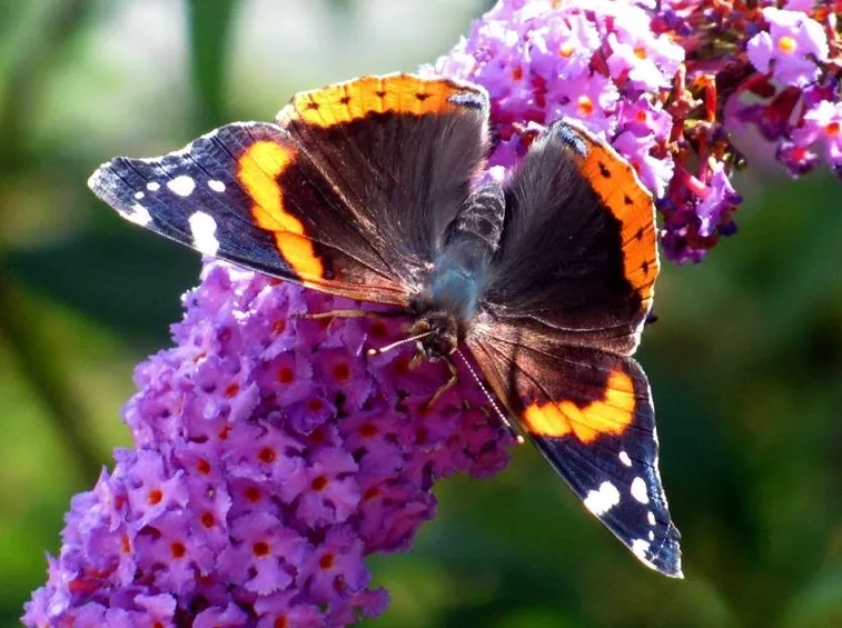 La buddleia, l'albero delle farfalle