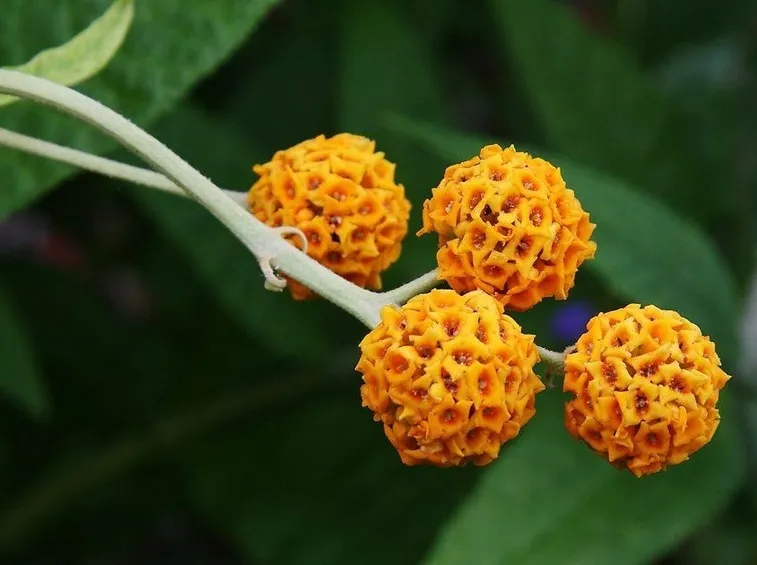 Buddleja globosa