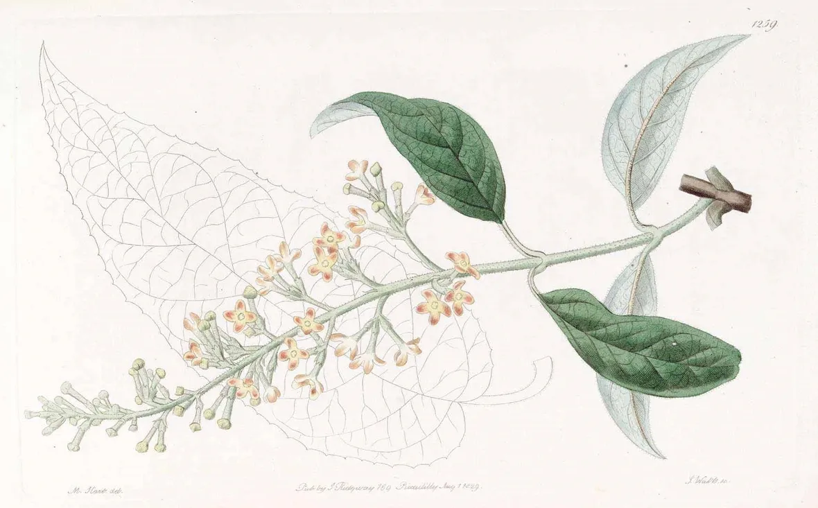 Disegno botanico di buddleja madagascariensis