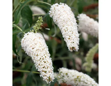 Buddleja davidii