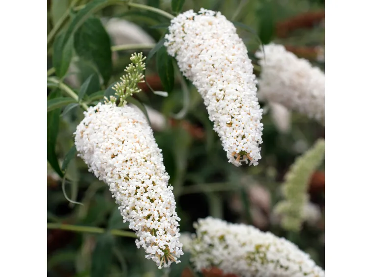 Buddleja davidii