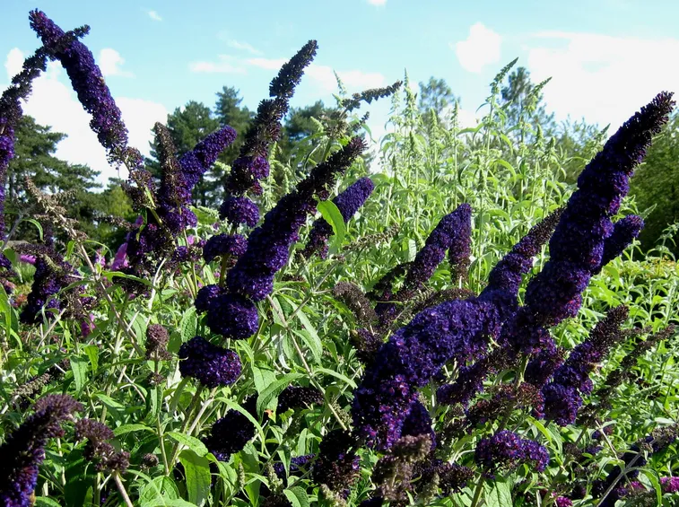 Buddleja fiore