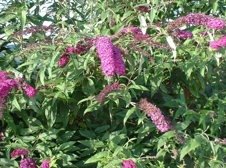 Pianta buddleja