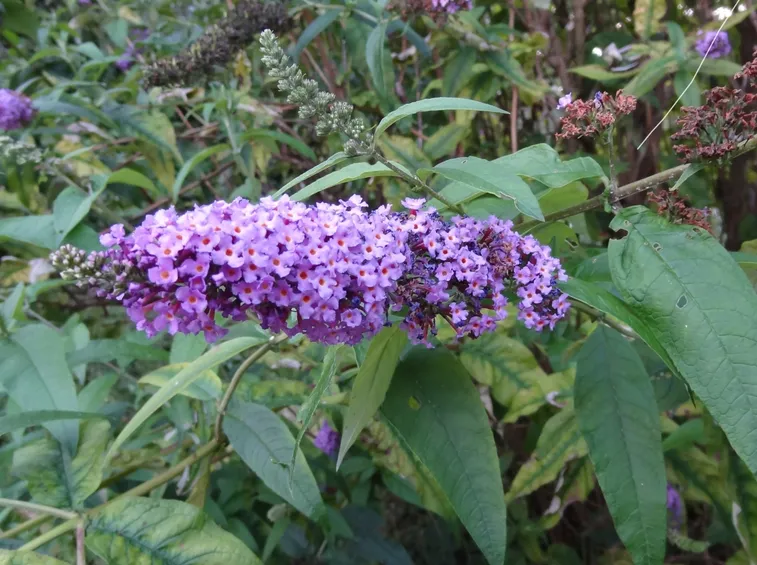 Buddleia pianta