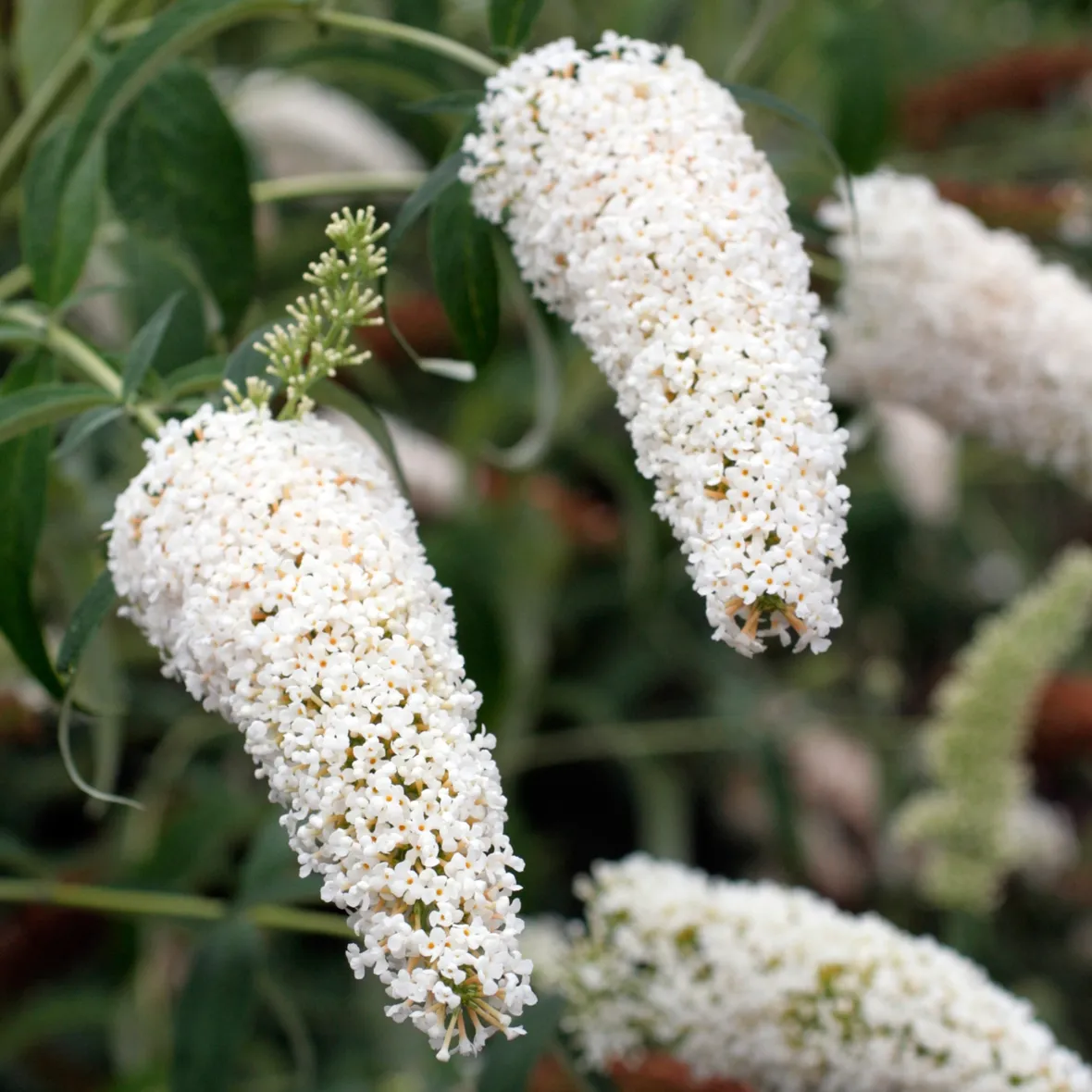 Buddleja davidii