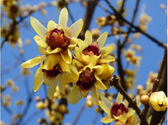 fiori di calicanto