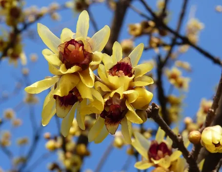 fiori di calicanto