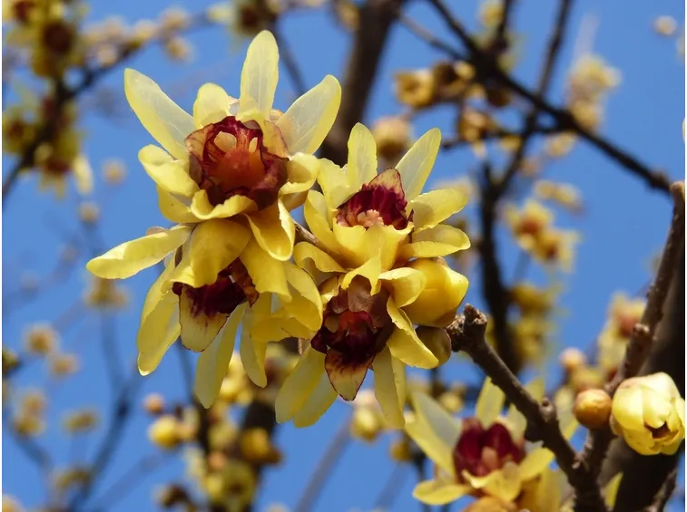 fiori di calicanto