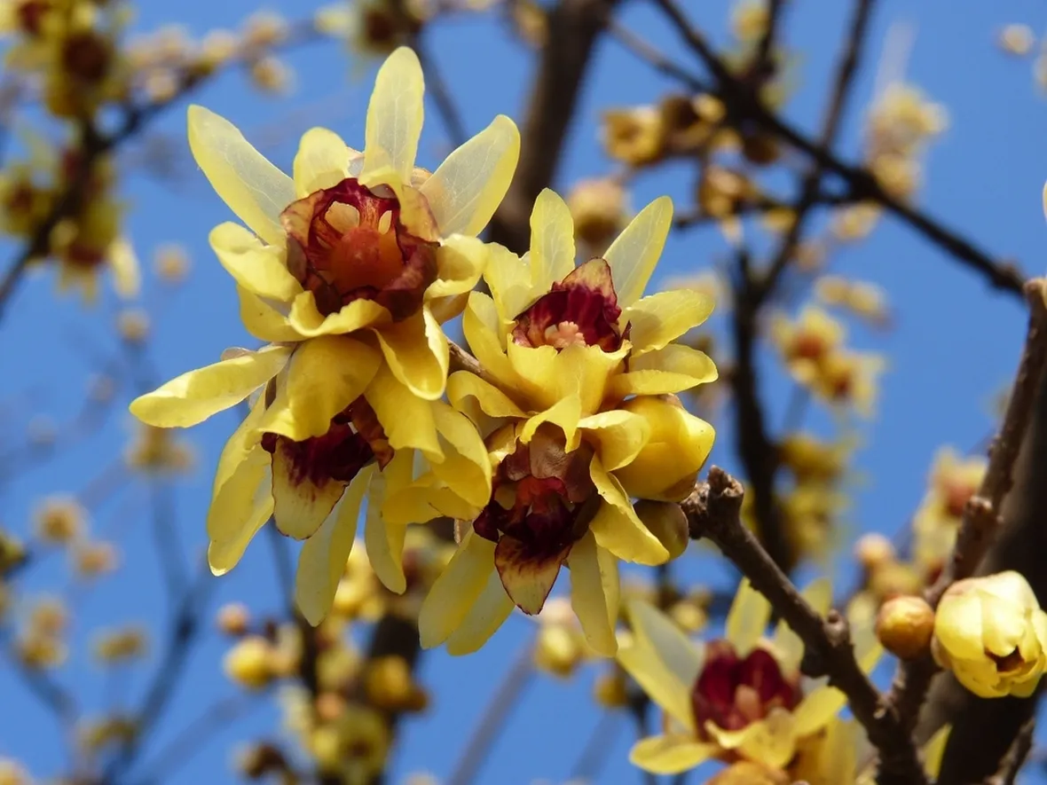 fiori di calicanto
