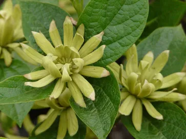 Varietà di Calycanthus floridus Athens