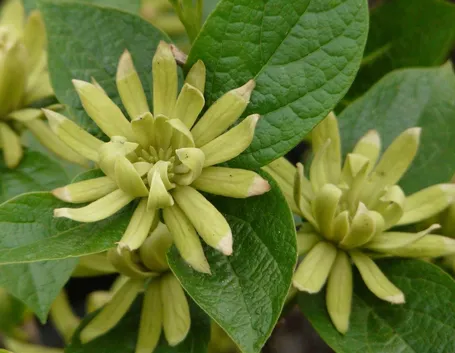 Varietà di Calycanthus floridus Athens