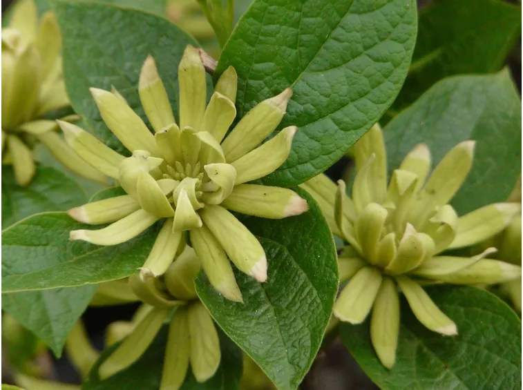 Varietà di Calycanthus floridus Athens