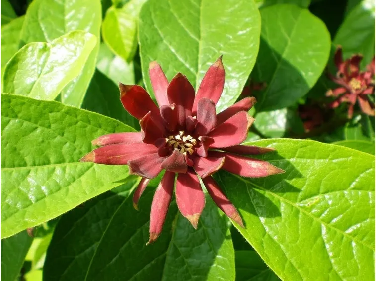 Fiore di Calycanthus floridus var. glaucus