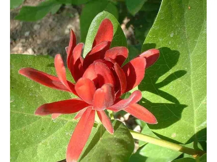 Fiore di Calycanthus occidentalis