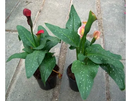 Zantedeschia Rehmannii