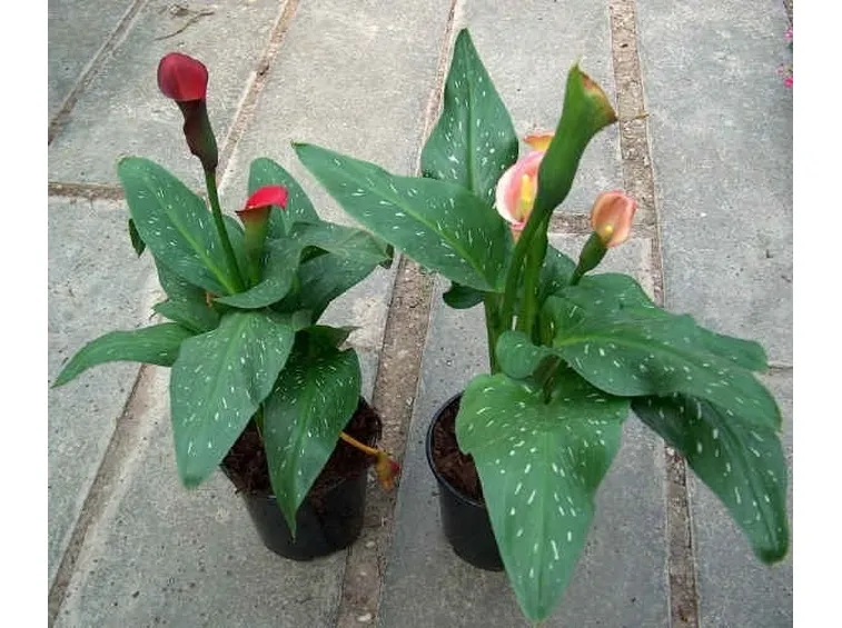 Zantedeschia Rehmannii