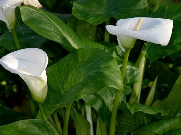 Zantedeschia Aethiopica