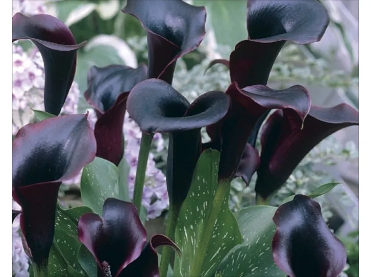 Zantedeschia Aethiopica Schwarzwalder