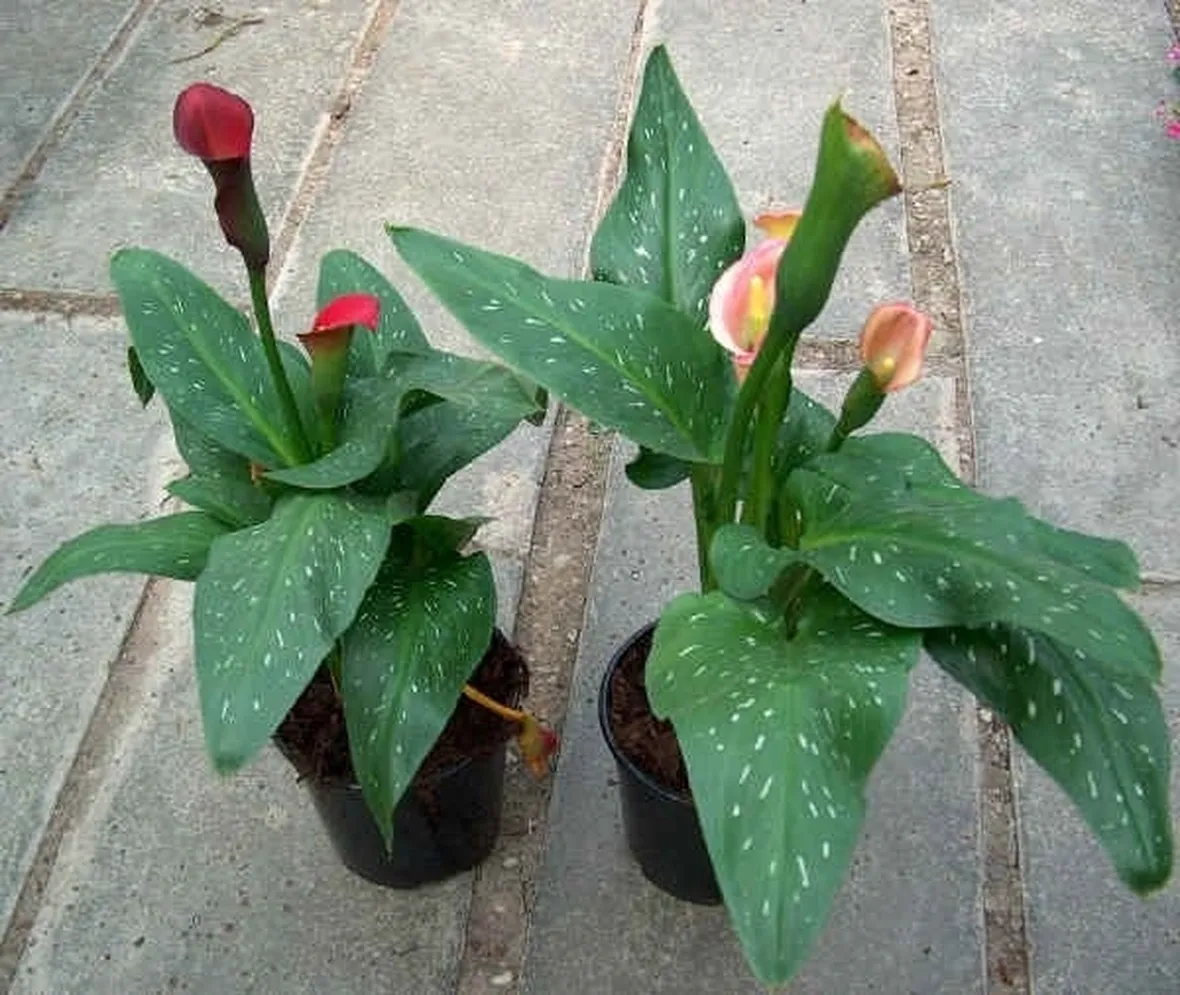 Zantedeschia Rehmannii
