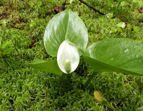 Calla selvatica fiori