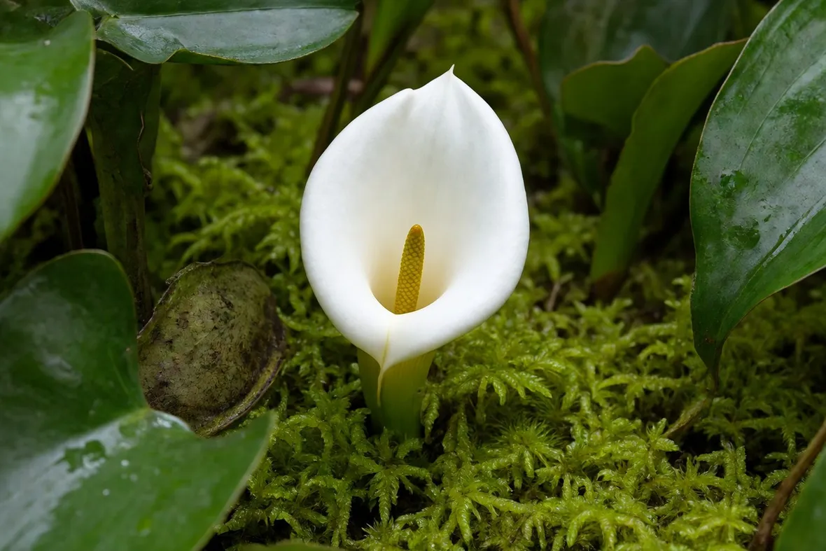 Calla selvatica fiori
