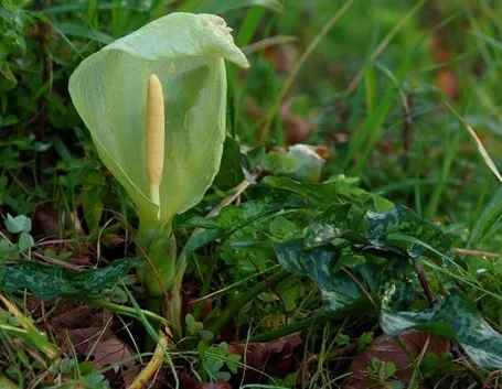 Una calla selvatica che cresce spontaneamente in natura