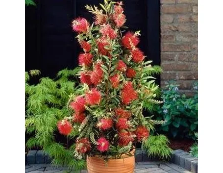 Callistemon