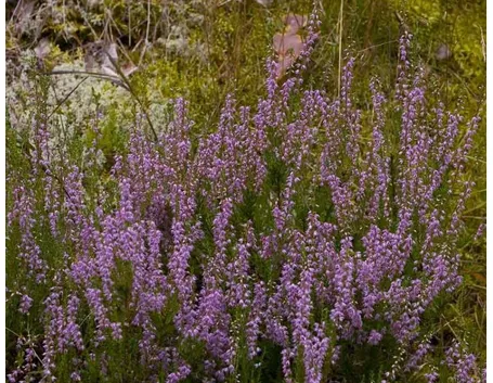 Calluna vulgaris