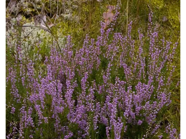 Calluna vulgaris
