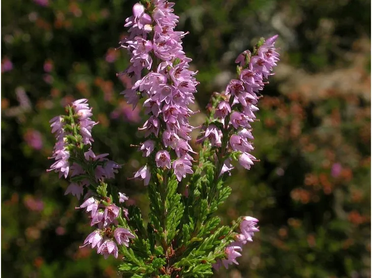 Germogli calluna vulgaris