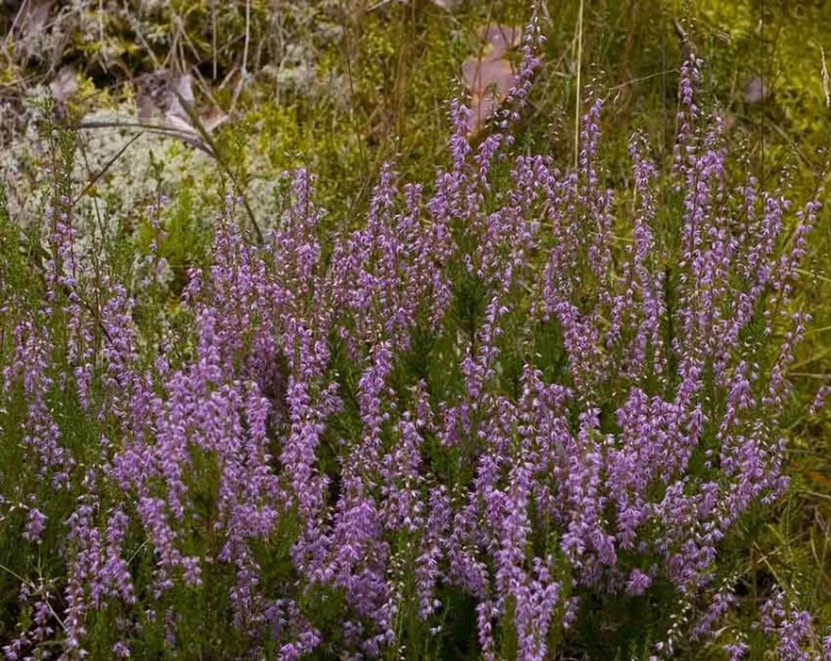 Calluna vulgaris