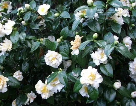 Camelia bianca da siepe
