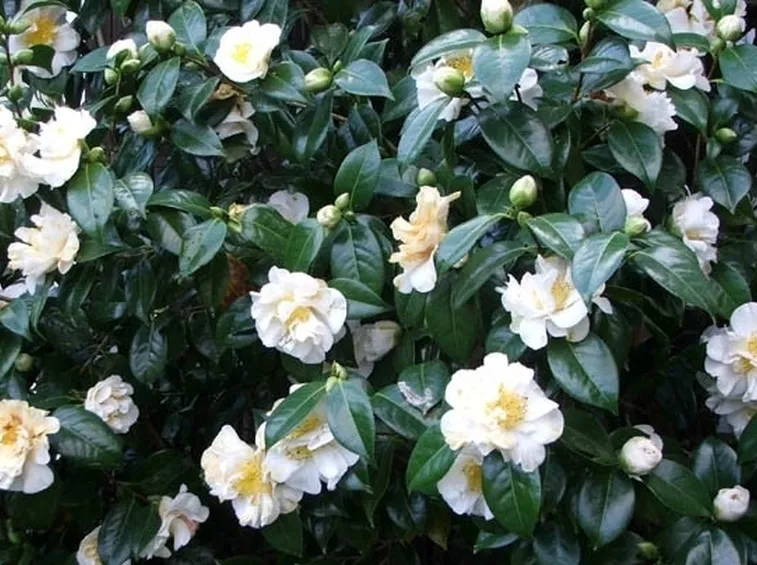 Camelia bianca da siepe