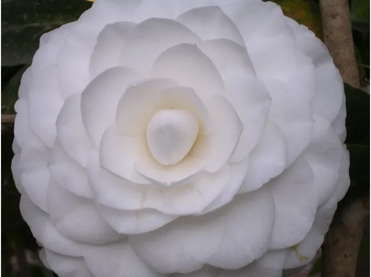 Fiore di camelia bianca