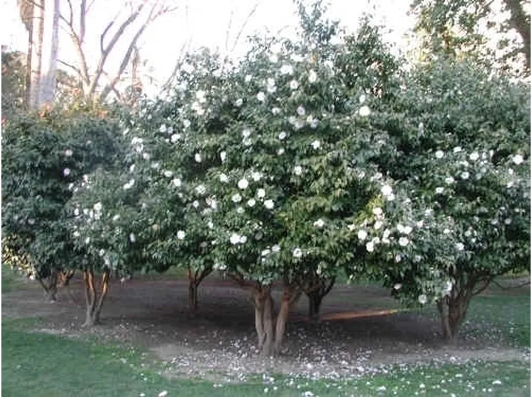Camelia japonica bianca