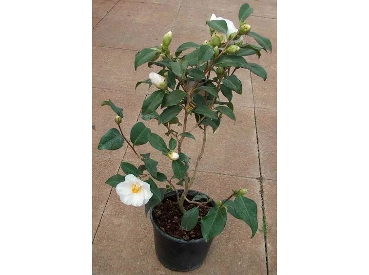 Camelia bianca in vaso