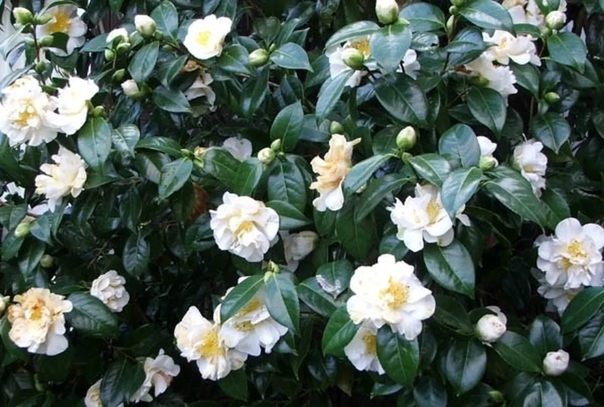 Camelia bianca da siepe