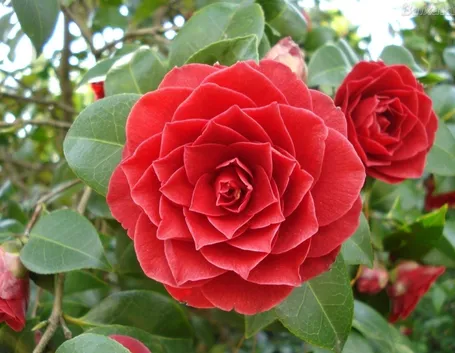 Fiore di Camelia