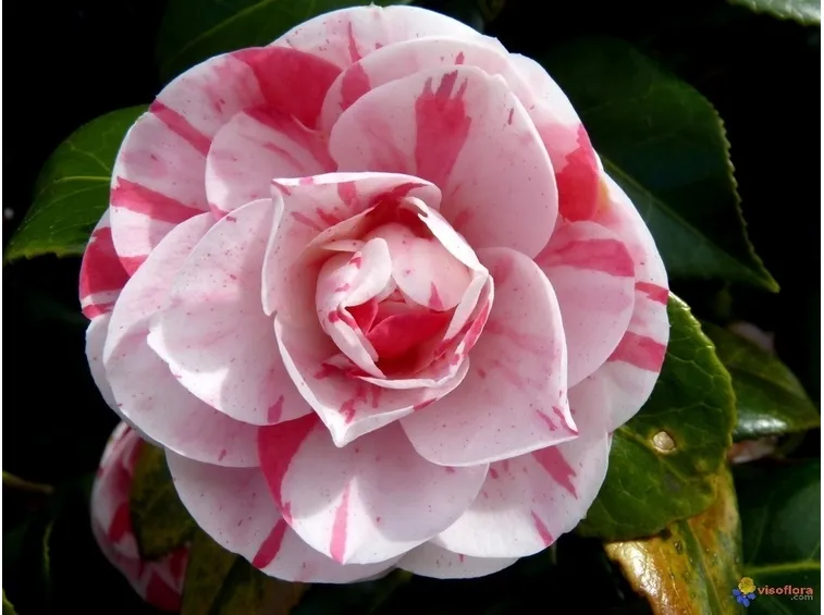 Fiore screziato di Camelia