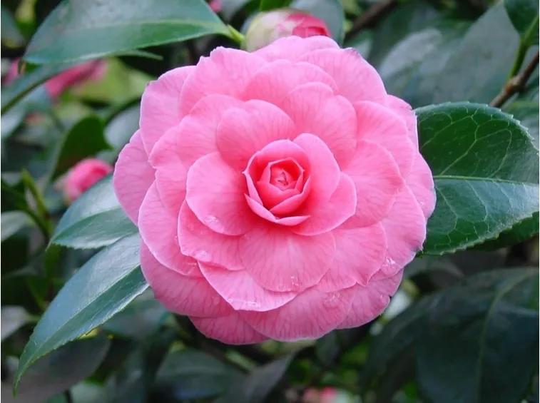 Camelia in fiore